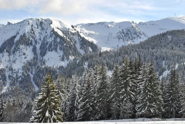 法国阿尔卑斯山的冬季森林 — 图库照片