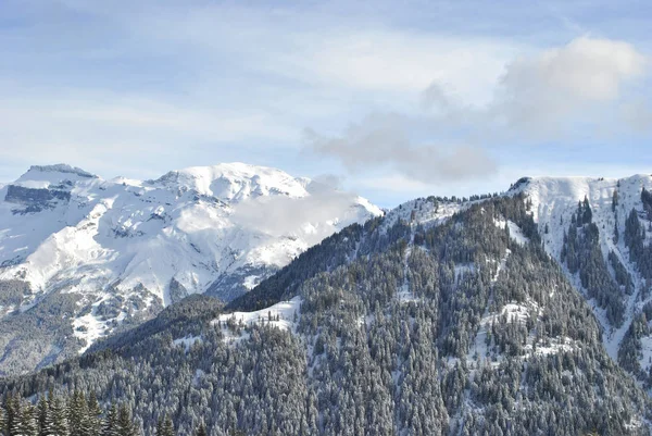 Zima Las Alpach Francji — Zdjęcie stockowe