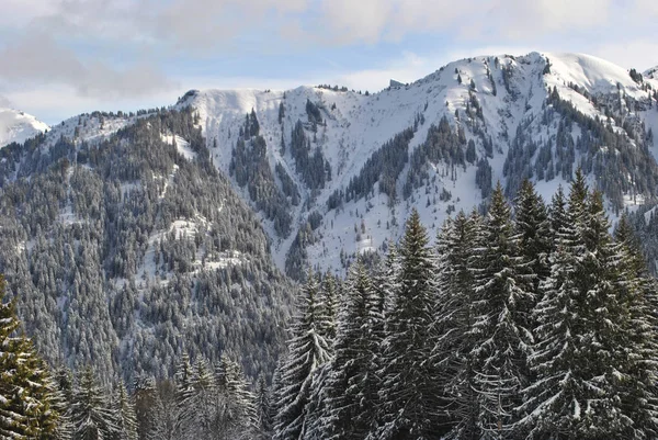 Fransa Alpleri'nde kış orman