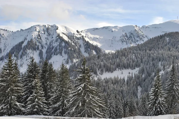 Foresta Invernale Nelle Alpi Francia — Foto Stock