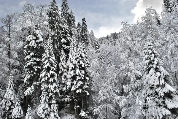 Winter Forest Alps France — Stock Photo, Image