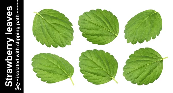 Hojas de fresa aisladas sobre fondo blanco con camino de recorte — Foto de Stock