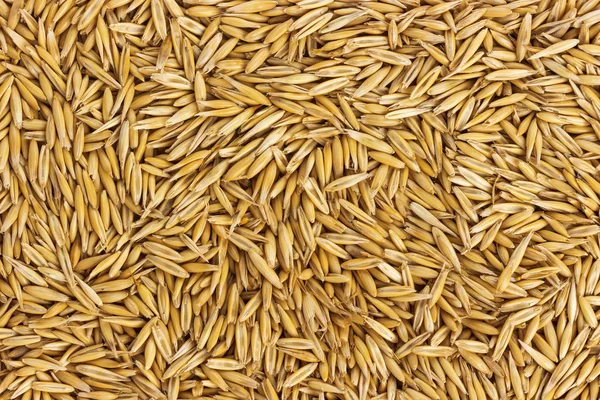 Texture oat seeds, oat grains background, top view