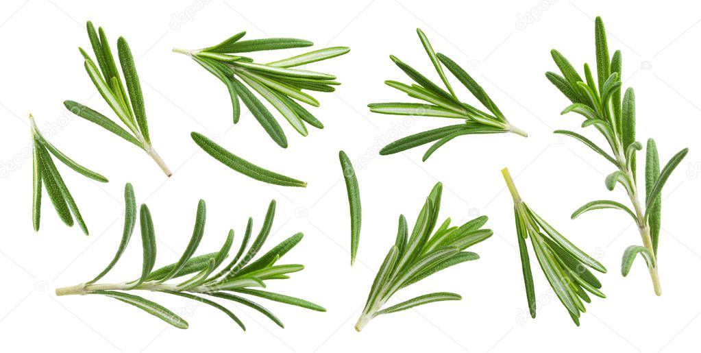Rosemary twig and leaves isolated on white background with clipping path, collection