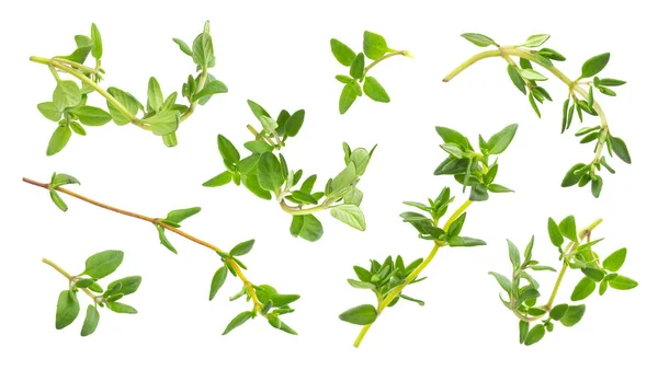 Thyme fresh herb isolated on white background with clipping path, collection — Stock Photo, Image