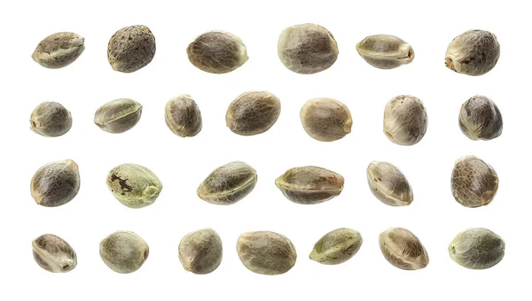 Συλλογή σπόρων κάνναβης που απομονώνονται σε λευκό φόντο, εσωτερικη, μακροεντολής — Φωτογραφία Αρχείου