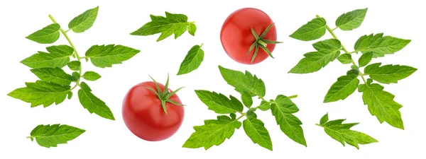 Hojas de tomate aisladas sobre fondo blanco con ruta de recorte — Foto de Stock