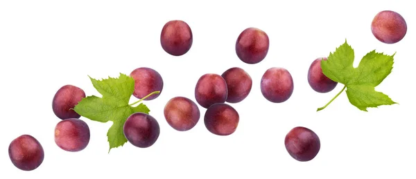 Opadające czerwone winogrona na białym tle — Zdjęcie stockowe