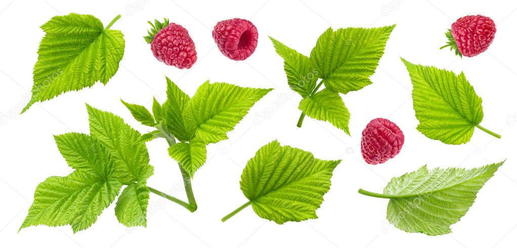 Raspberry plant leaves, cut stems and berries isolated on white background