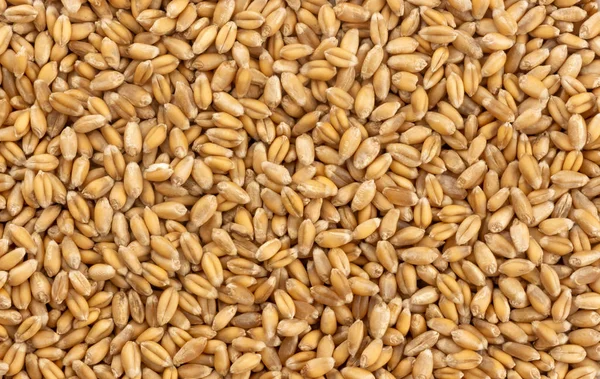 Wheat grains background, seeds texture — Stock Photo, Image