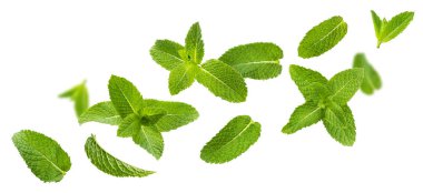 Fresh mint leaves, peppermint foliage isolated on white background clipart