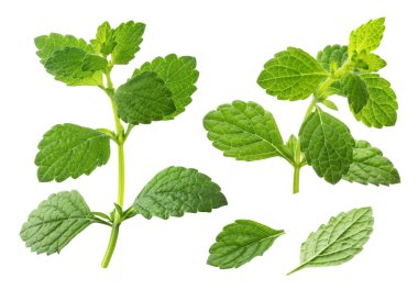 Melissa koleksiyonu, limon Balm beyaz arka planda izole yaprakları