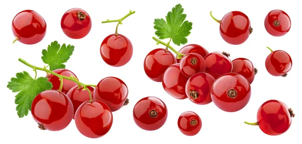 Red currant isolated on white background with clipping path, collection — Stock Photo, Image