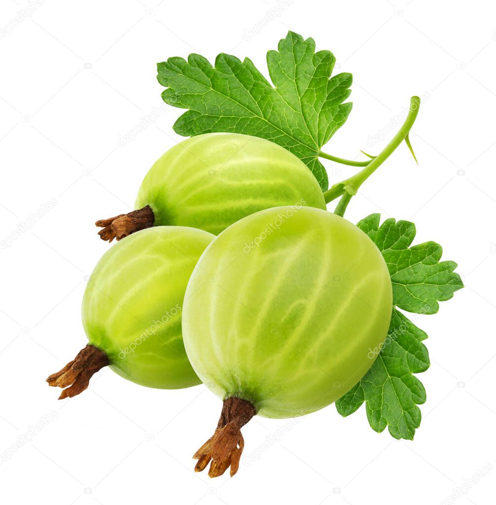 Green gooseberry with leaves isolated on white background
