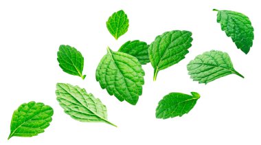 Düşen Melissa yaprakları, kesme yolu olan beyaz arka planda izole edilmiş limon merhemi.