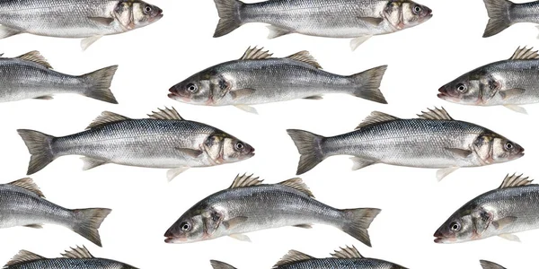 魚のシームレスなパターン クリッピングパスと白の背景に隔離された新鮮な海の低音魚のコレクション — ストック写真