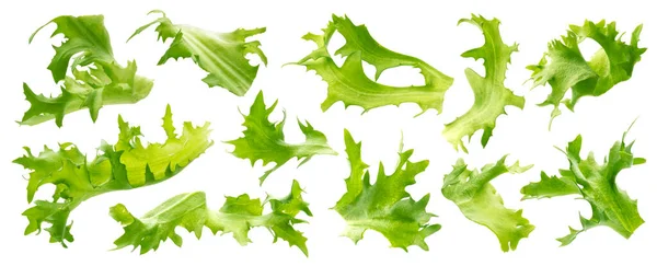 Mix di foglie di frisee isolate su fondo bianco — Foto Stock