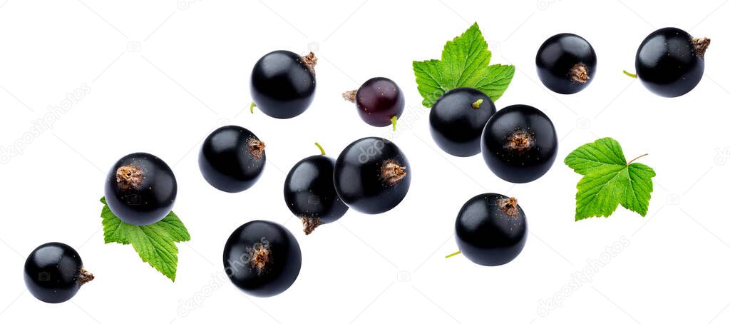 Black currant collection isolated on white background close-up, with clipping path, falling juicy berries of blackcurrant with fresh leaves