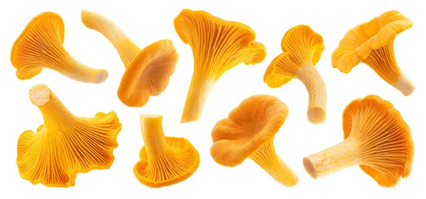 Çiğ taze chanterelle mantarları beyaz arka planda izole edilmiş kırpma yolu, koleksiyon