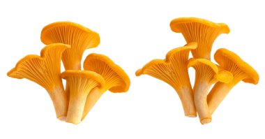 Beyaz arka planda kırpma yolu ile izole edilmiş çiğ taze chanterelle mantarları