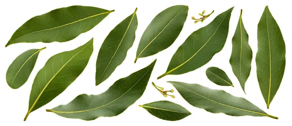 하얀 배경에 고립 된 신선 한 만 (灣) 잎 — 스톡 사진