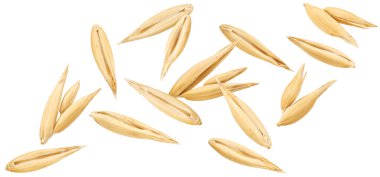 Düşen yulaf tohumları beyaz arka planda izole edilmiş, soyulmamış yulaf taneleri toplama, makro, tam derinlik