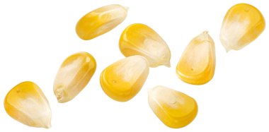 Düşen mısır taneleri kırpma yolu ile beyaz arkaplanda izole edilmiş, tam derinlikte