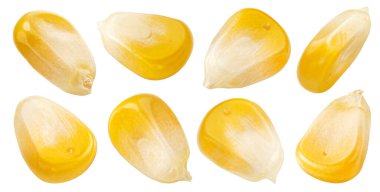 Kırpma yolu ile beyaz arkaplanda izole mısır çekirdekleri, tam derinlik