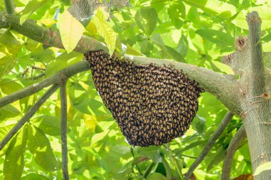 ağaç dalı üzerinde asılı arı sürüsü