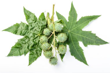 Castor yaprakları ve beyaz arka plan üzerinde izole meyve