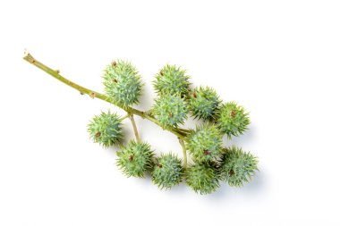 Beyaz arka plan üzerinde izole castor meyve 