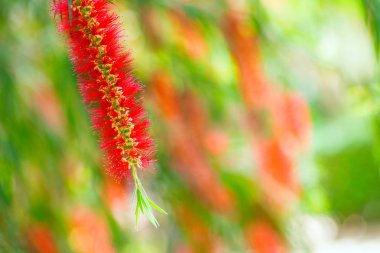 callistemon rigidus ağacının kırmızı çiçekler