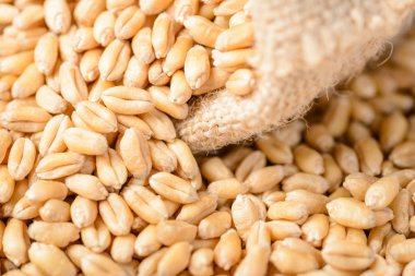 Beyaz arka plan üzerinde buğday