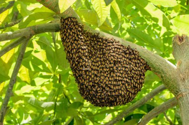 ağaç dalı üzerinde asılı arı sürüsü
