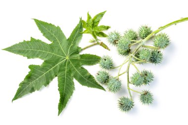 Castor yaprakları ve beyaz arka plan üzerinde izole meyve