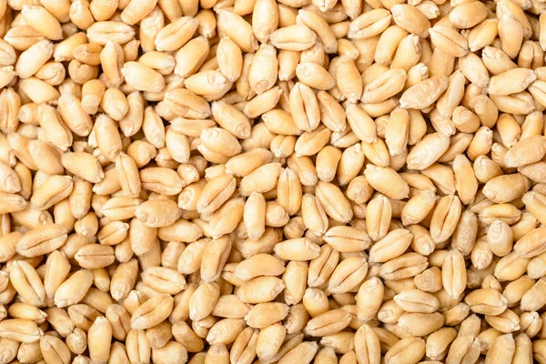 Wheat White Background — Stock Photo, Image