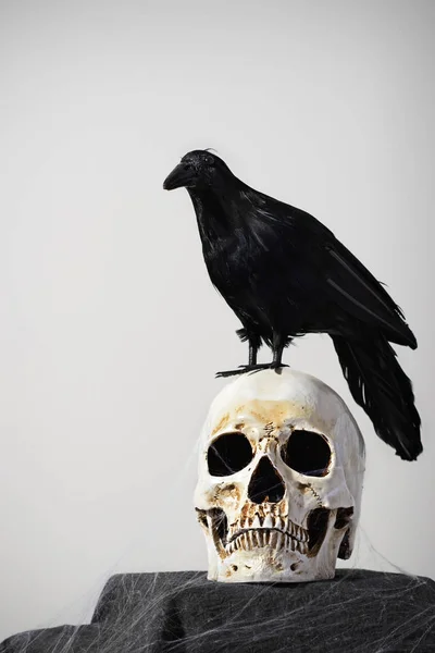 skull and crow on the white background