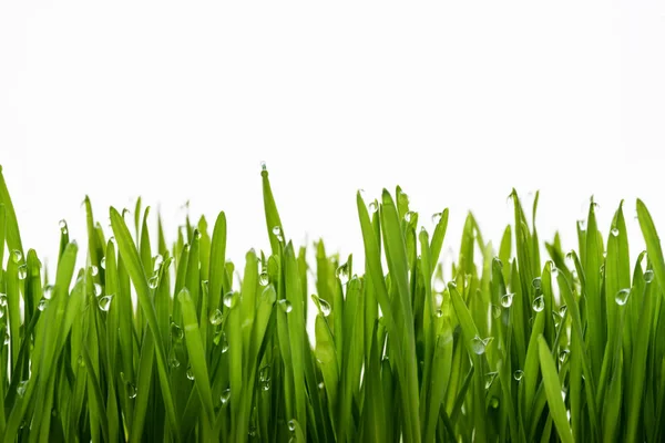 stock image background of green grass and dew 