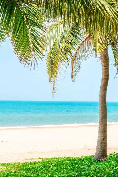 Cocotiers Sur Plage Tropicale Ensoleillée — Photo