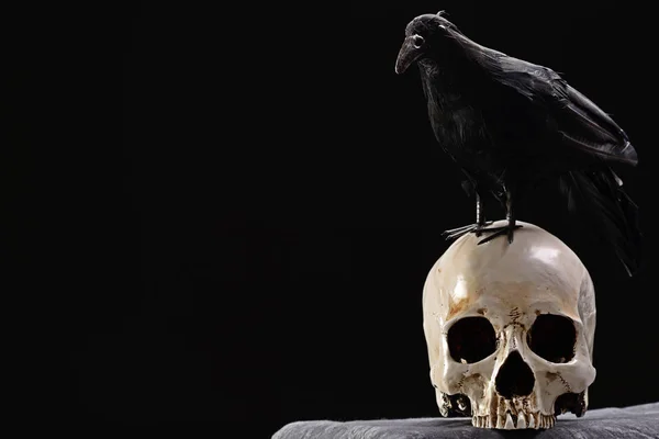 Fondo Halloween Cráneo Cuervo Oscuridad — Foto de Stock