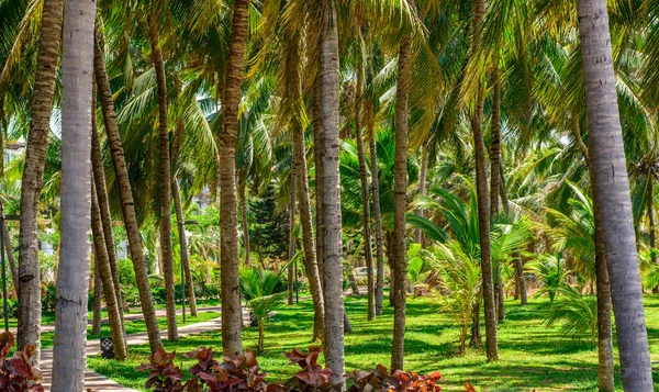 Cocotiers Près Plage — Photo