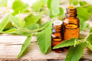 Taze eucalytus ile şişe okaliptüs esans