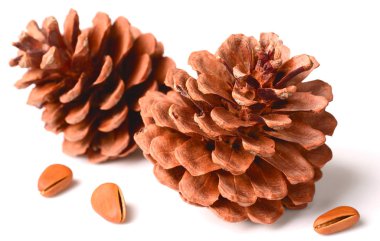 Beyaz arka plan üzerinde izole kurutulmuş çam kozalakları