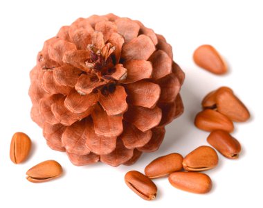 Çam kozalakları beyaz üzerinde izole