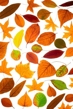 sonbahar yaprakları üzerinde beyaz, en iyi görünümü izole