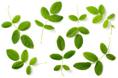 Beyaz arka plan üzerinde izole taze gül yaprağı