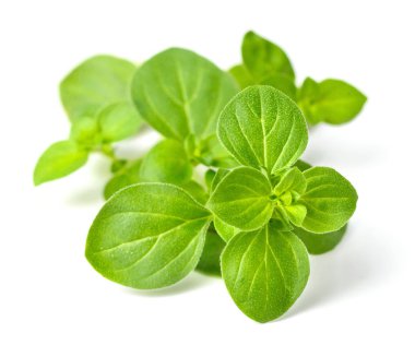 Beyaz arka plan üzerinde izole taze kekik