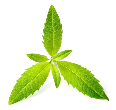 Beyaz arka plan üzerinde taze lippia yaprakları