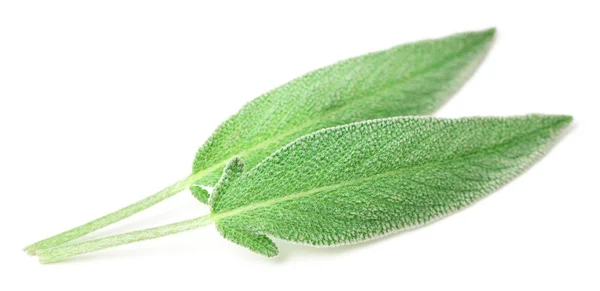 Fresh Sage Leaves Isolated White Background — Stock Photo, Image