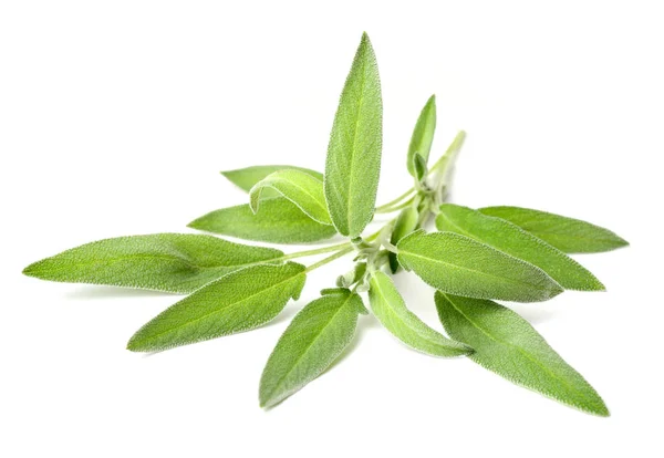 Herbe Fraîche Sauge Fraîche Isolée Sur Fond Blanc — Photo